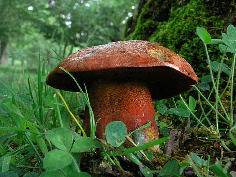 una dedica a Gi� ed Enzo (il liguaggio dei funghi)